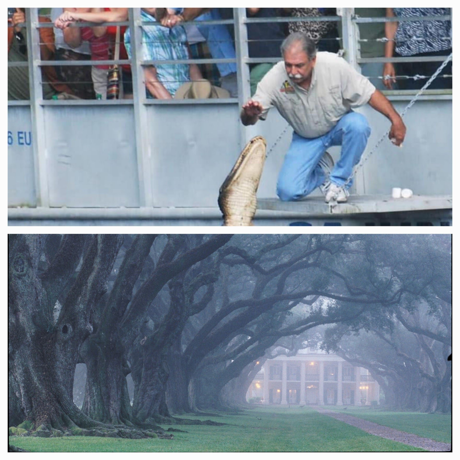 Swamp and Plantation Tour New Orleans - Swamp Tours New Orleans